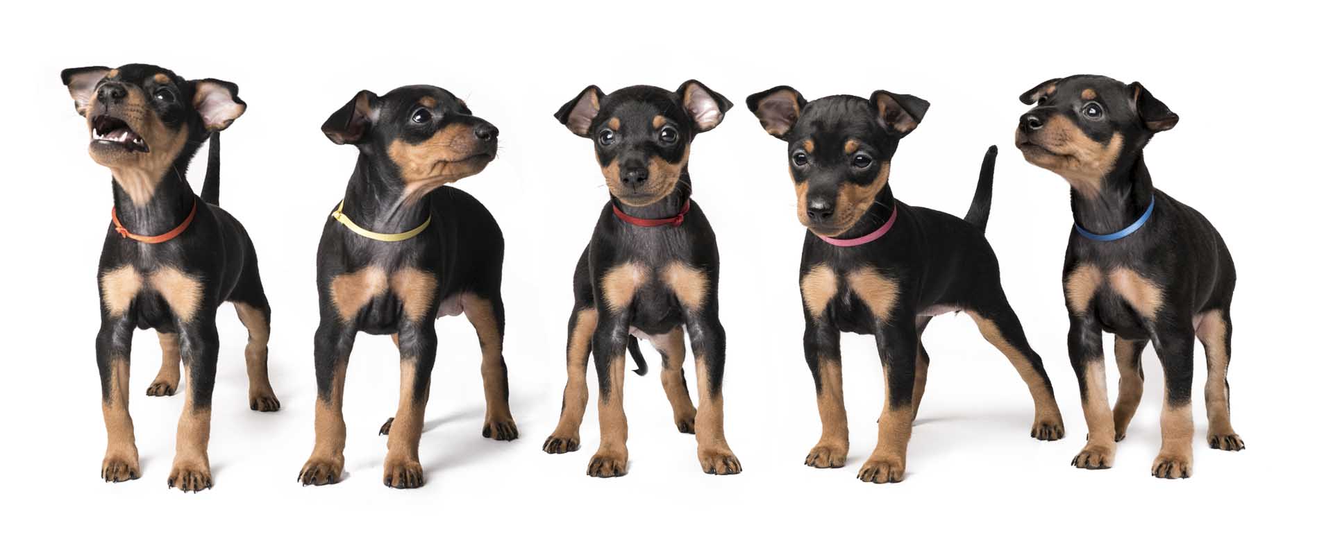 Puppies Lasagesse English Toy Terriers